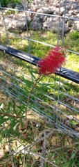 Melaleuca subulata