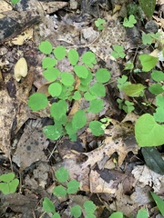 Thalictrum thalictroides
