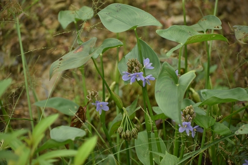 Pontederia hastata observed 2026-06-23