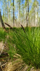 Carex appropinquata, photograph (c) Полина Полежанкина, some rights reserved (CC BY)