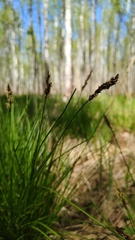 Carex appropinquata, photograph (c) Полина Полежанкина, some rights reserved (CC BY)