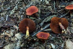 Cortinarius harrisonii