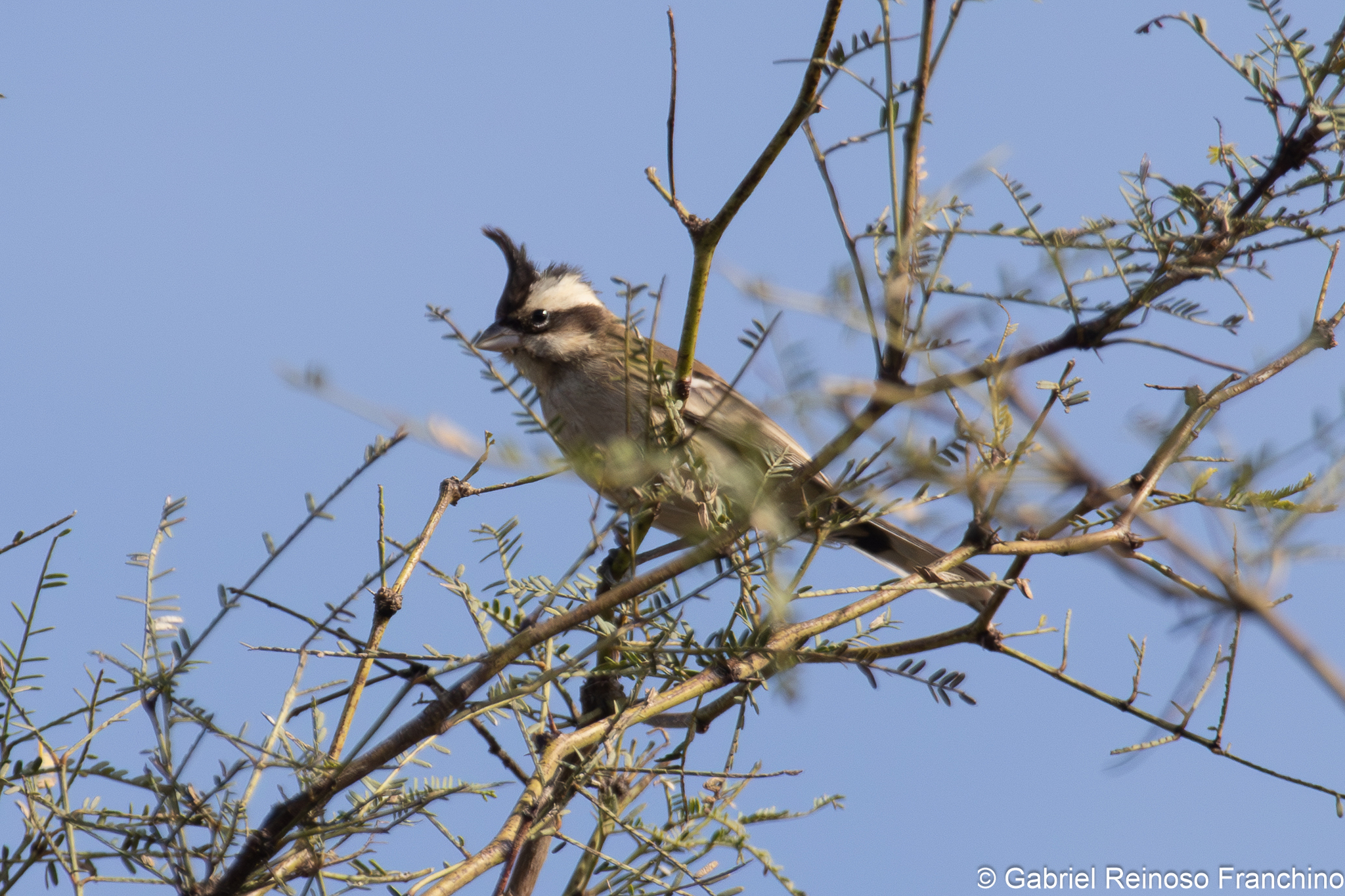 Black-crested Finch (Lophospingus pusillus), photo 5