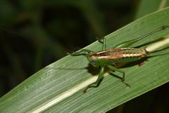 Conocephalus ochrotelus