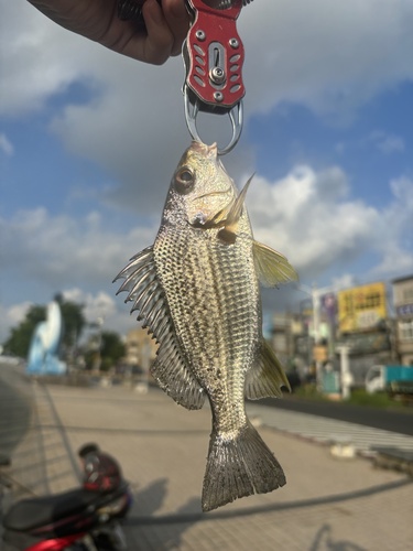 Fine-spotted grunter-bream (Pomadasys argenteus) — Haemulidae — 2