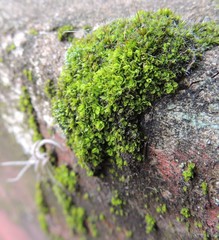 Thuidium peruvianum