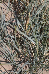 Leymus arenarius