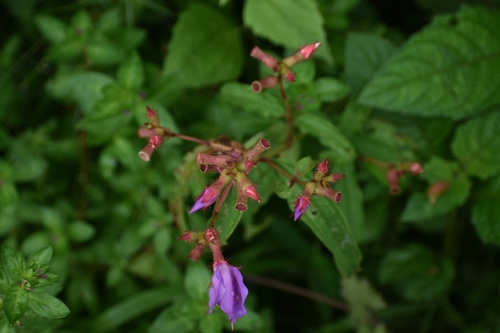 Osbeckia chinensis observed 2026-06-23