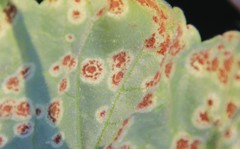 Puccinia pelargonii-zonalis