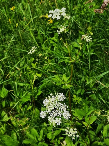 Kvapusis gurgždis