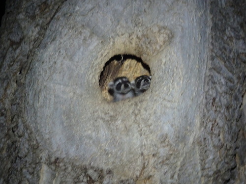 Common Raccoon photographed in Kansas