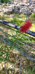 Melaleuca subulata