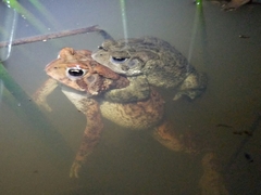 Anaxyrus americanus charlesmithi