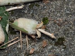 Actinidia eriantha