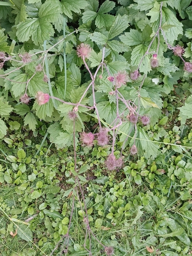 Наблюдение на iNaturalist