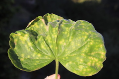 Puccinia pelargonii-zonalis