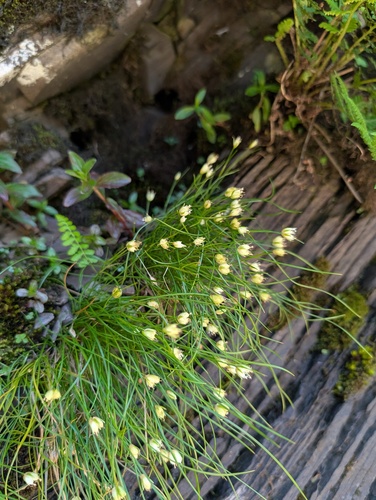 Juncus potaninii iNat (3)