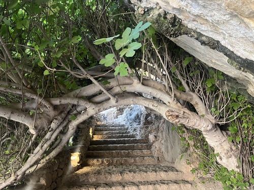 common fig