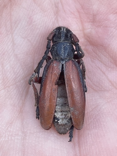 Dorcadion fulvum