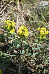Euphorbia glareosa