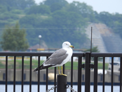 Black-tailed Gull