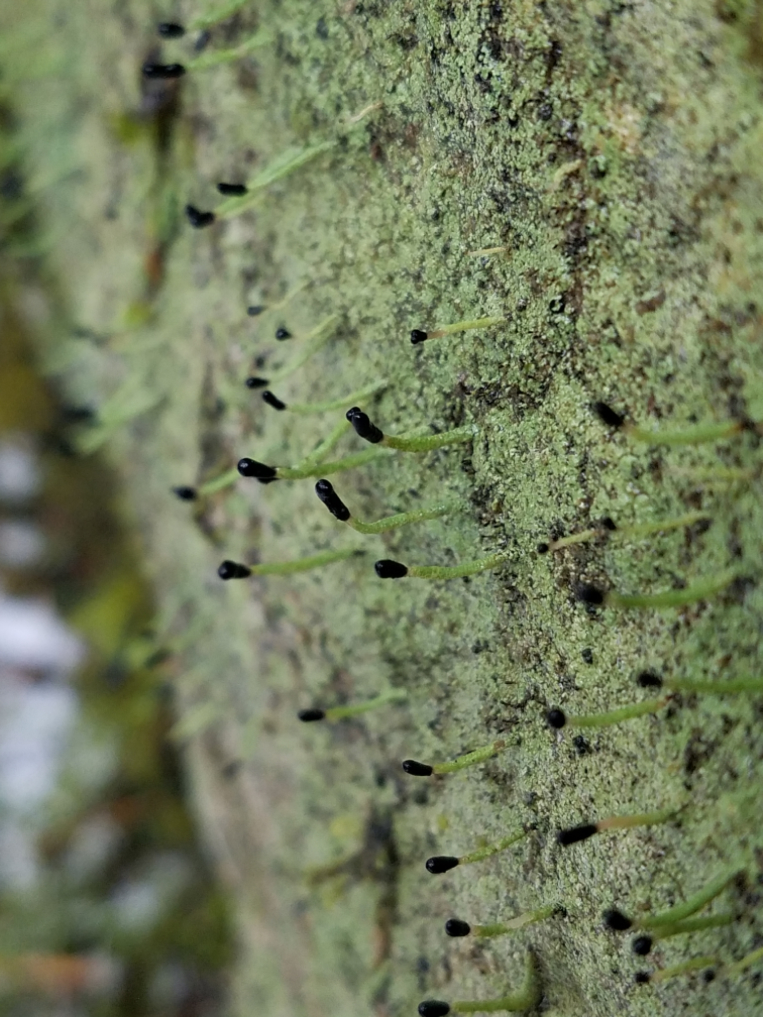 Pilophorus clavatus image