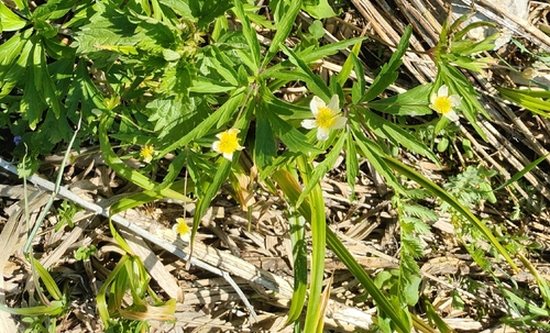 Anemone uralensis, photograph 4