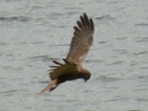 iNaturalist: (c) Robinocle, some rights reserved (CC BY-NC), uploaded by Robinocle iNaturalist image