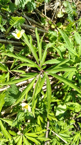 Anemone uralensis, photograph 2
