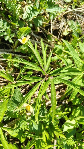 Anemone uralensis, photograph 3