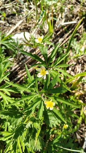 Anemone uralensis