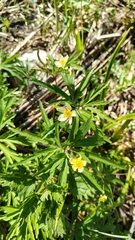 Anemone uralensis