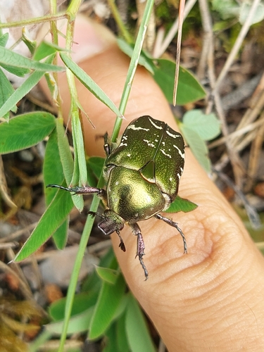 Northern Rose Chafer