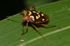 Oebalus poecilus