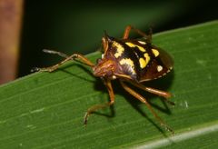 Oebalus poecilus
