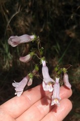 Penstemon laxiflorus