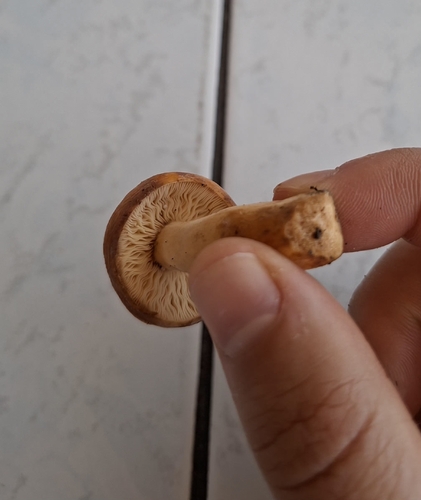 Weeping Milk Cap