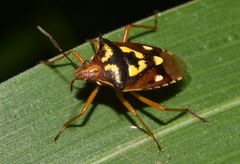 Oebalus poecilus