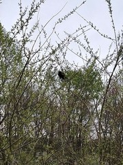 Agelaius phoeniceus