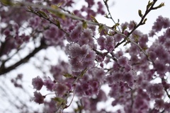 Prunus