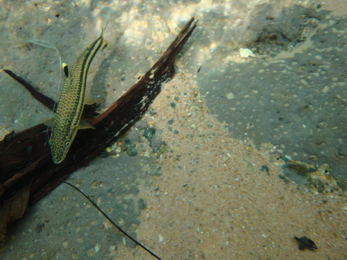 Gestreepte kopstaander (Leporellus vittatus) — Anostomidae — 5
