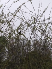 Agelaius phoeniceus