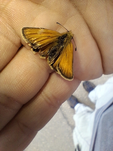 Essex Skipper