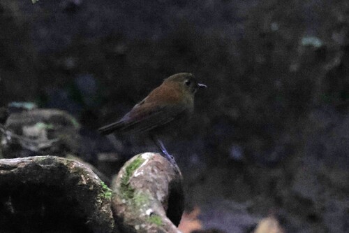 Myiomela diana, 2026-06-12