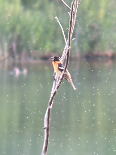 Black-headed Grosbeak