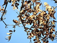 Lagerstroemia parviflora