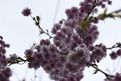 Prunus