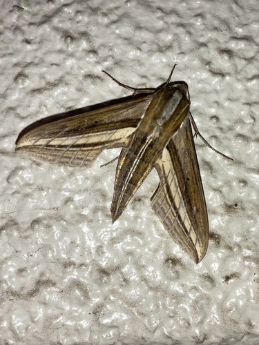 Theretra oldenlandiae oldenlandiae