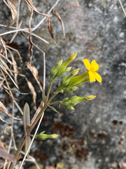 Kalanchoe integra