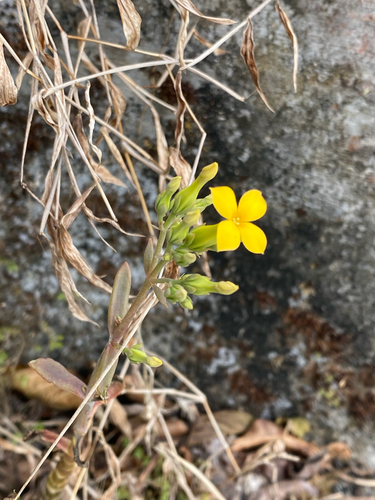 Kalanchoe integra, photograph 2